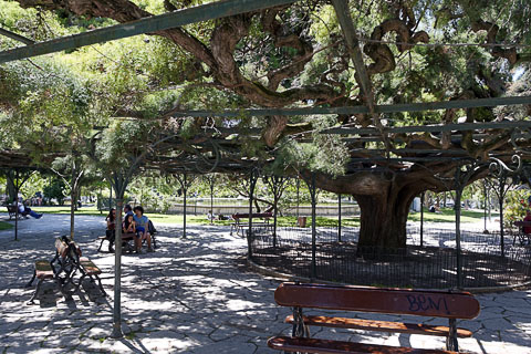 Lisbon Tree Place